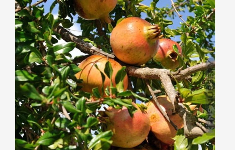 Granátové jablko Haku Botan 30-50cm, kont. 2 l