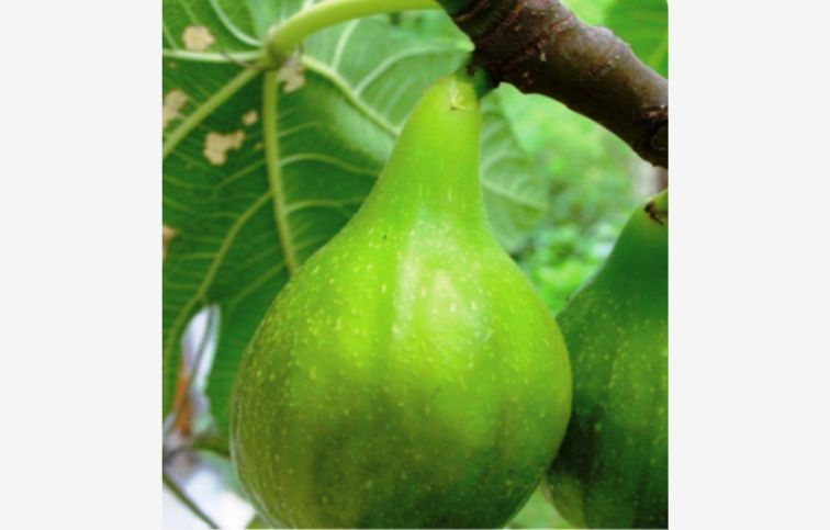 Figovník Desert King 30-40 cm, kont. 2 l