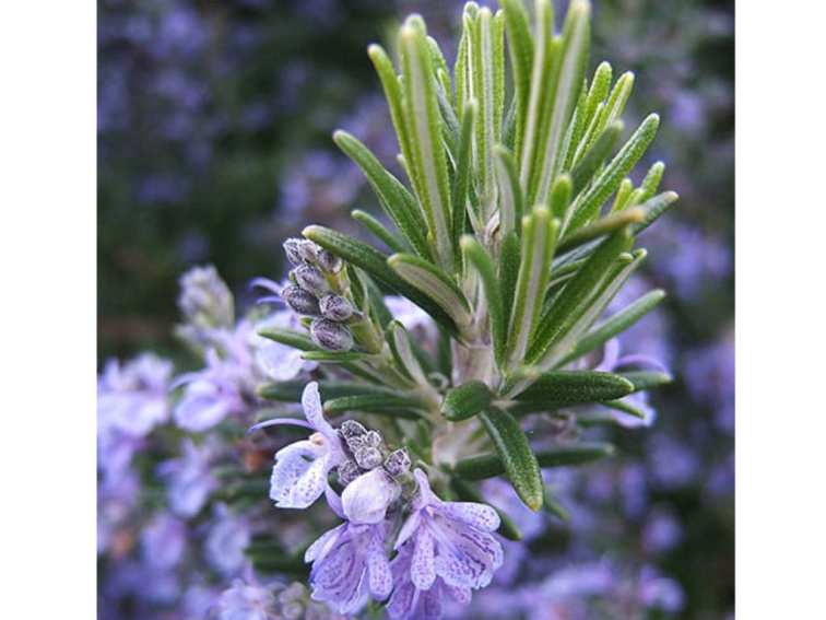 Rozmarín lekársky Abraxas