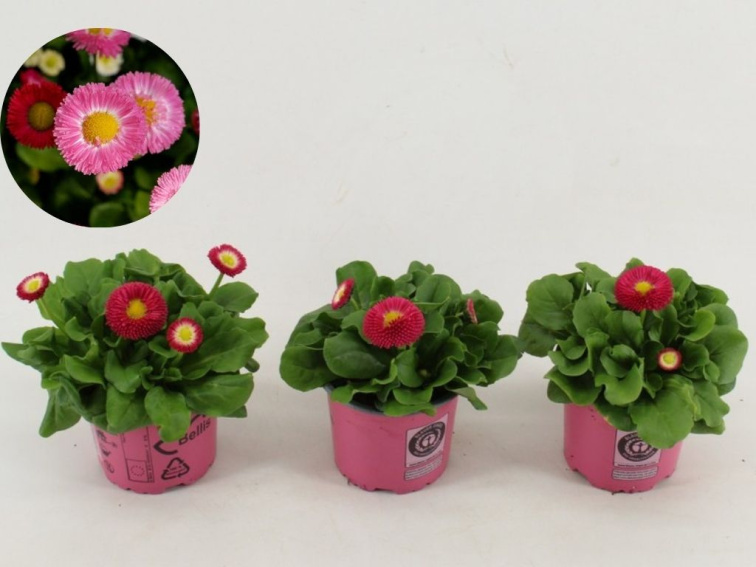 Sedmokráska Rusher Pink, kont. 9 cm