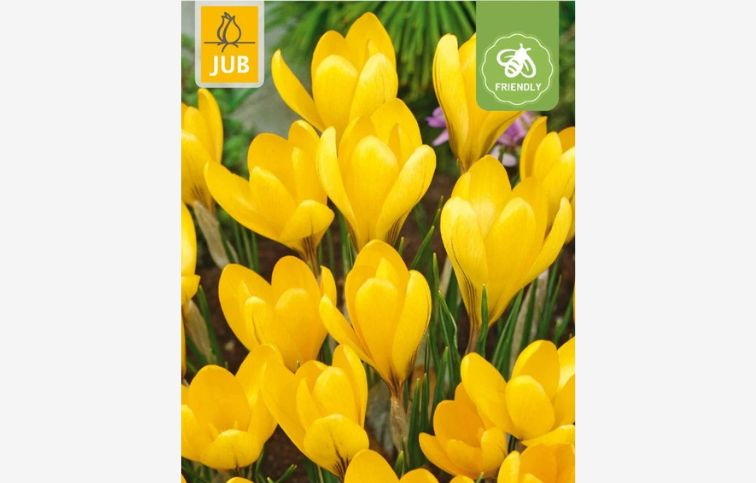 Krokus Golden Yellow 10 ks v balení