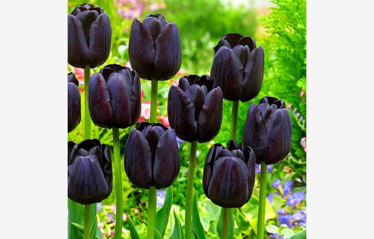 Tulipán Triumph Black 12 ks v balení