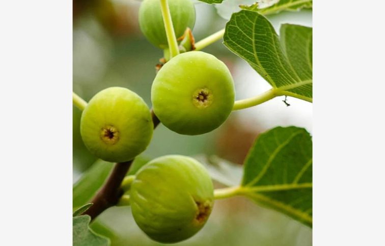 Figovník Dottato 30-40 cm, kont. 2 l