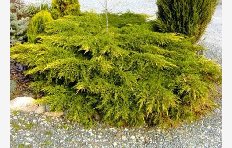 Borievka čínska Kuriwao Gold 80-100cm, priemer 80-100cm, kont. 35 l