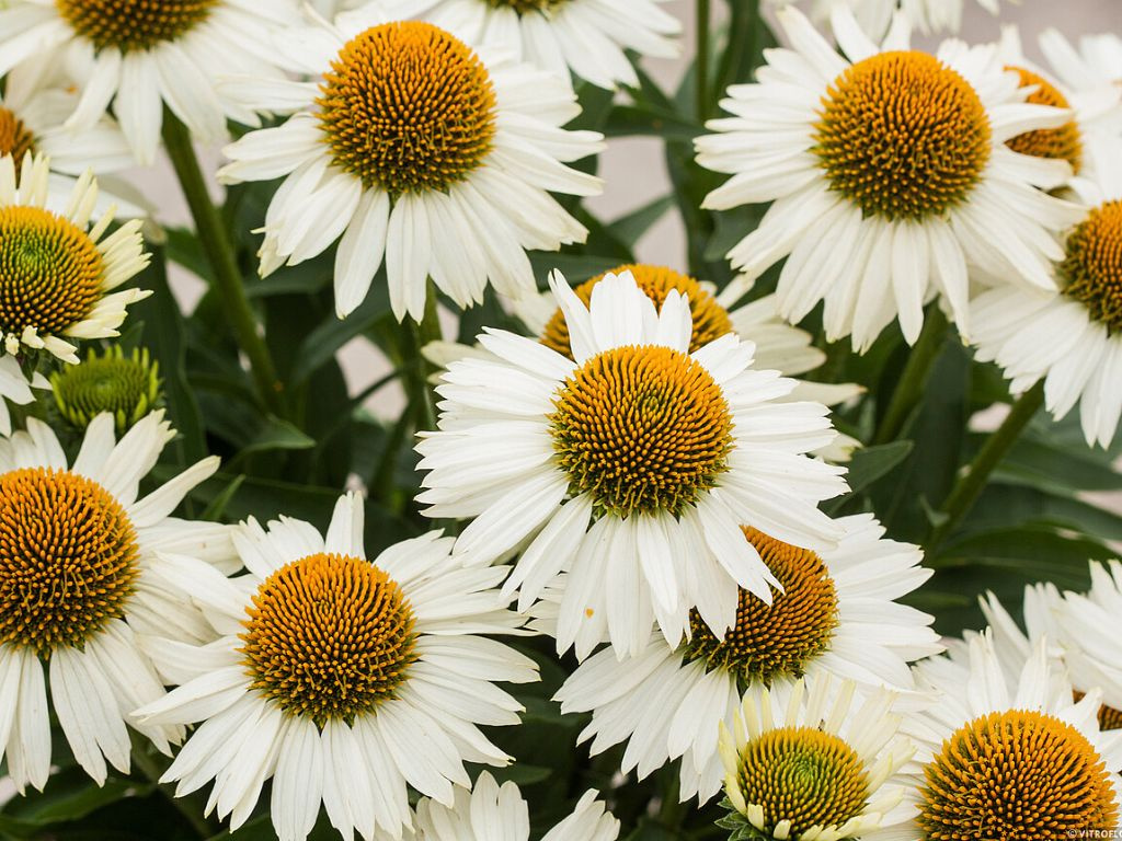 Echinacea purpurová Meditation White