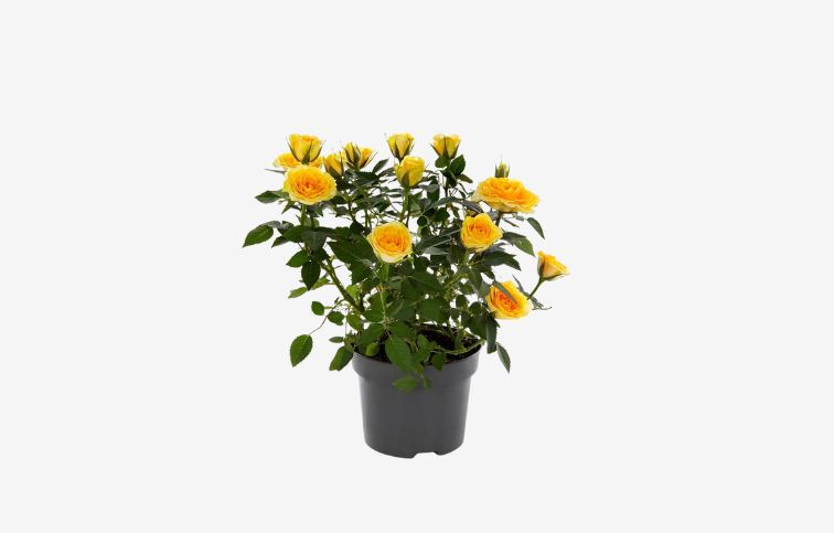 Ruža kríková Kordana Limbo, kont. p10,5