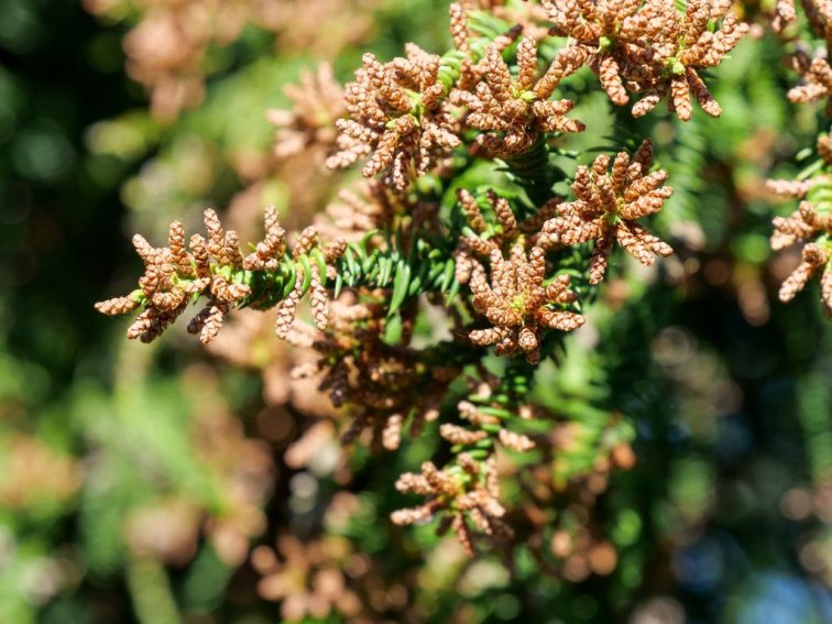 Kryptoméria japonská Rasen, výška 70-90 cm, kvetináč 23 cm