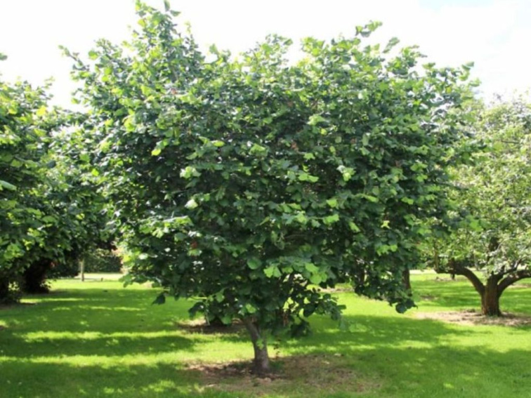 Lieska obyčajná Scooter, výška 50-60 cm, kvetináč 23 cm