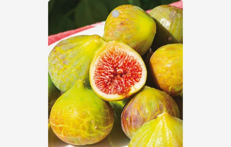 Figovník Gentile Bianco 60-100 cm, kont. 2 l