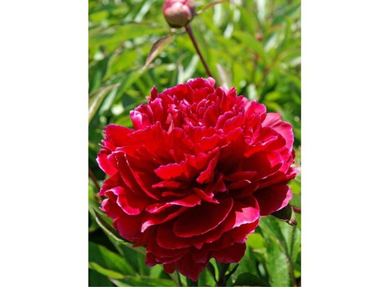 Pivonka bylinná Sarah Bernardt Red, kont. 11 cm