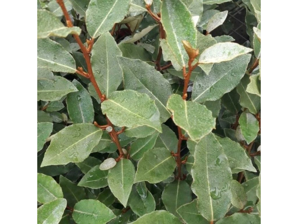Hlošina Ebbingeova Compacta na 160-180 cm kmienku, výška 250-300 cm, kvetináč 25 l