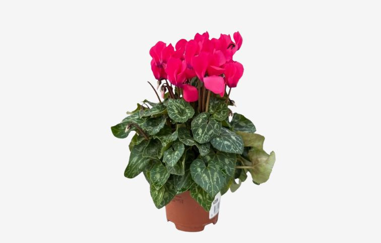 Cyklamén SS Compact Pink, kont. p10,5