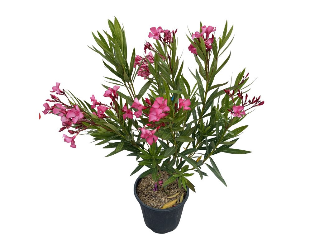Oleander Italia, výška 60-80 cm, kvetinač 10 l