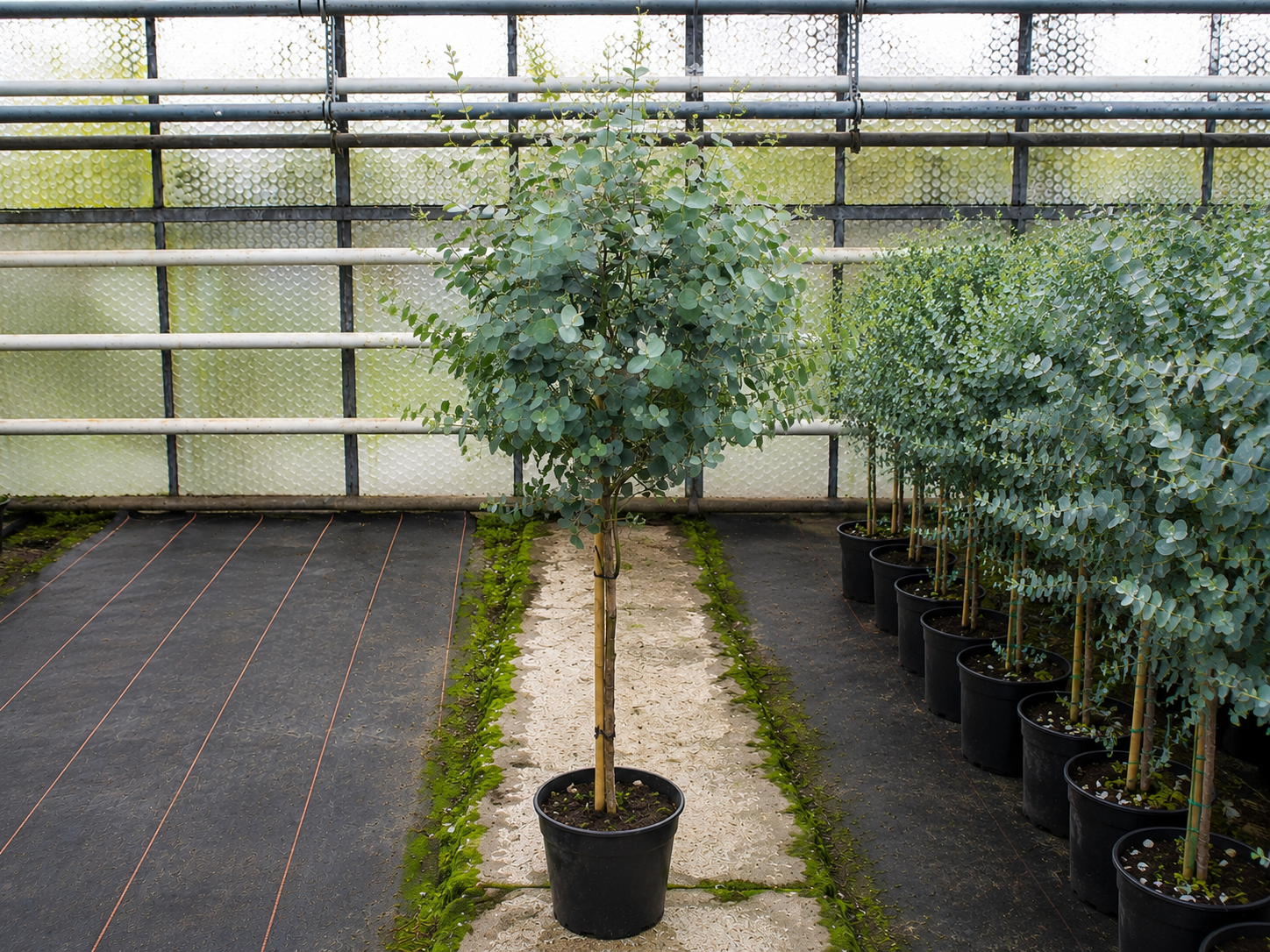 Eukalyptus gunnii Azura na 170-180 cm kmienku, výška 230-270 cm, kvetináč 25 l