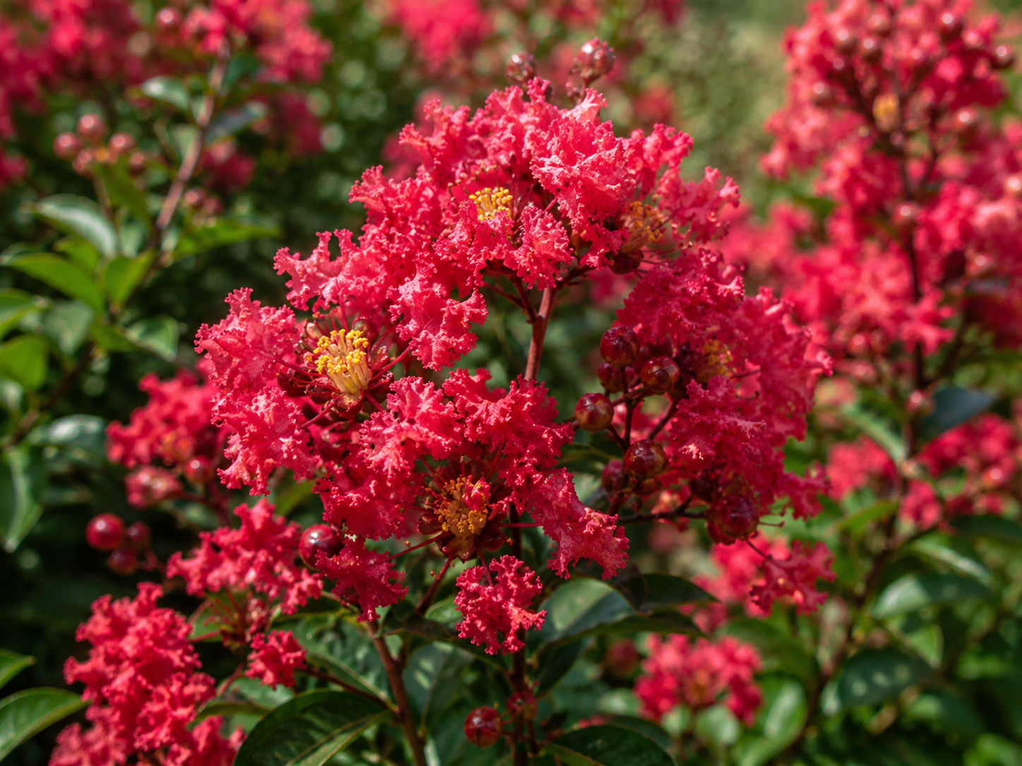 Myrta krepová Enduring Summer Red na 80-90 cm kmienku, výška 120-140 cm, kvetináč 15 l