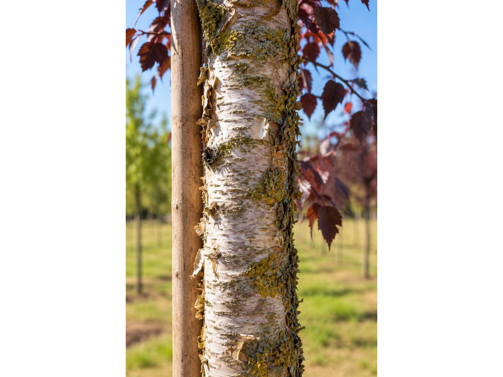 Breza previsnutá 'Royal Frost', výška 30-50 cm, kvetináč 19 cm