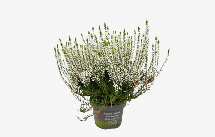 Vres Garden Girls Helena, kont. p13