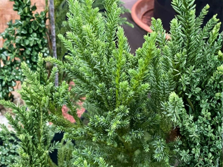 Kryptoméria japonská Jindai, výška 60-80 cm, kvetináč 23 cm