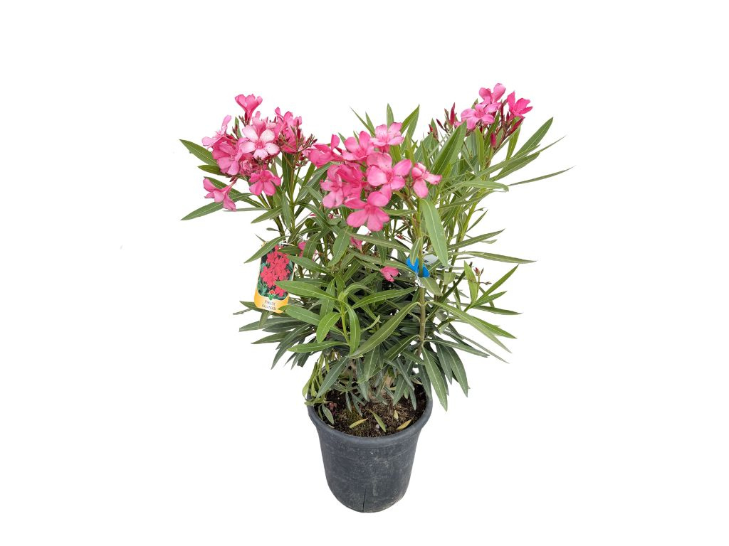 Oleander Maravenne, výška 60-80 cm, kvetinač 10 l
