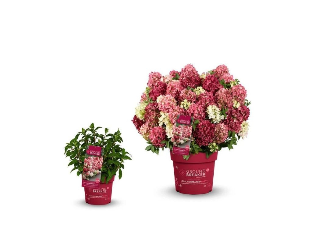 Hortenzia metlinatá Groundbreaker Ruby, výška 20 cm, kvetináč 14 cm