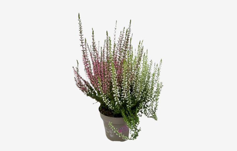 Vres Garden Girls Twin Girls bieloružový, kont. p11