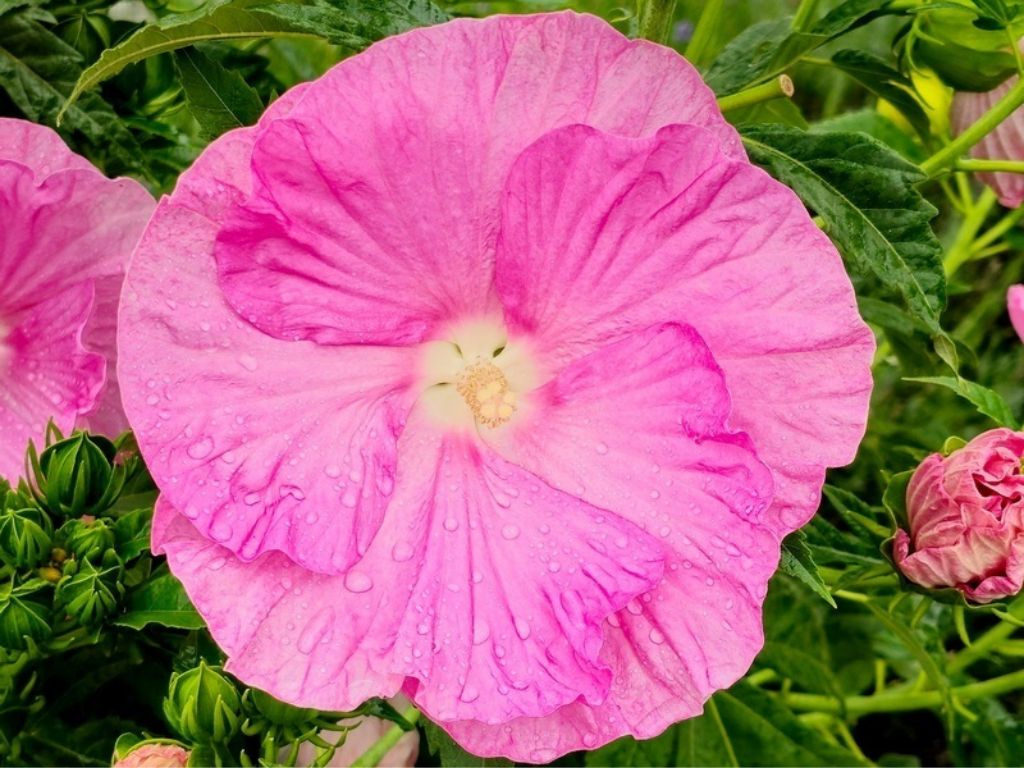 Ibištek bahenný Pink Wheel, výška 20-30 cm, kvetináč 1,5 l