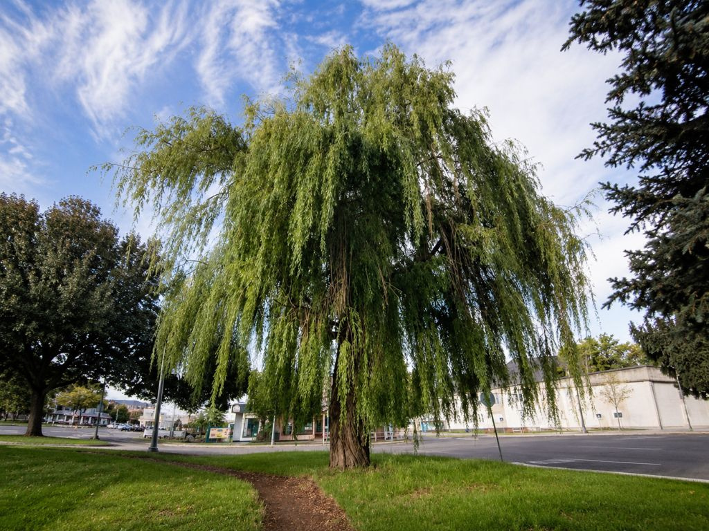 Vŕba biela, výška 70-120 cm, kvetináč 15 l