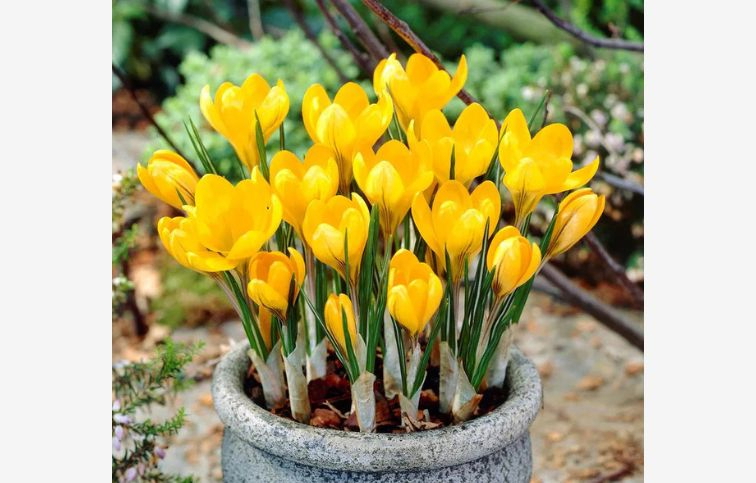 Krokus Golden Yellow 10 ks v balení