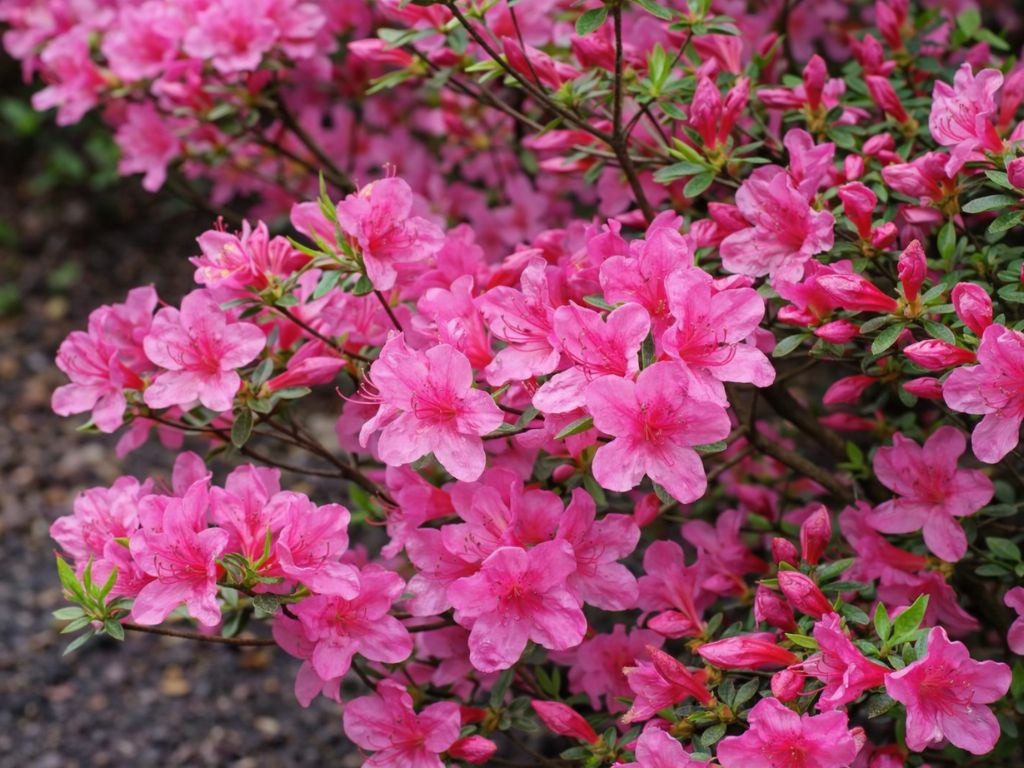 Azalka japonská Rosa na 50 cm kmienku, výška 70-80 cm, kvetináč 12 l