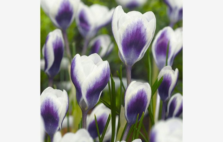 Krokus botanický Prins Claus 15 ks v balení