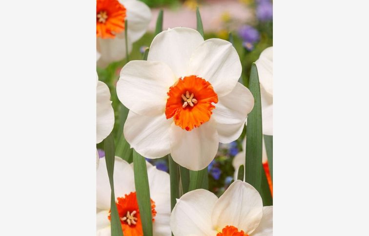 Narcis Barrett Browning 5 ks v balení