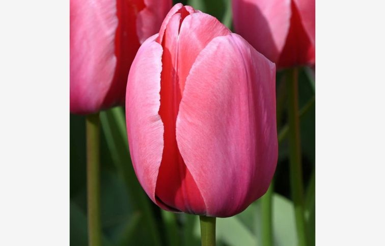 Tulipán Pink Impression 7 ks v balení