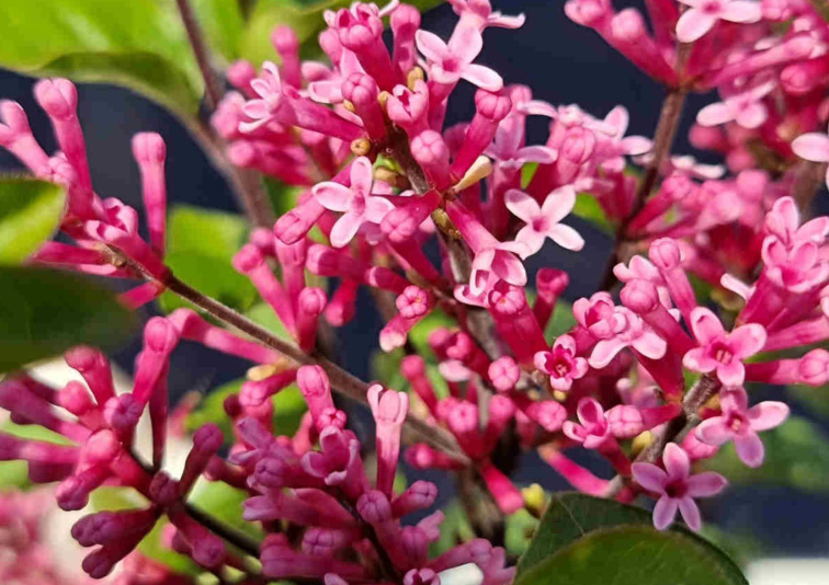 Orgován Little Rosie na 60 cm kmienku, výška 90-110 cm, kvetináč 19 cm