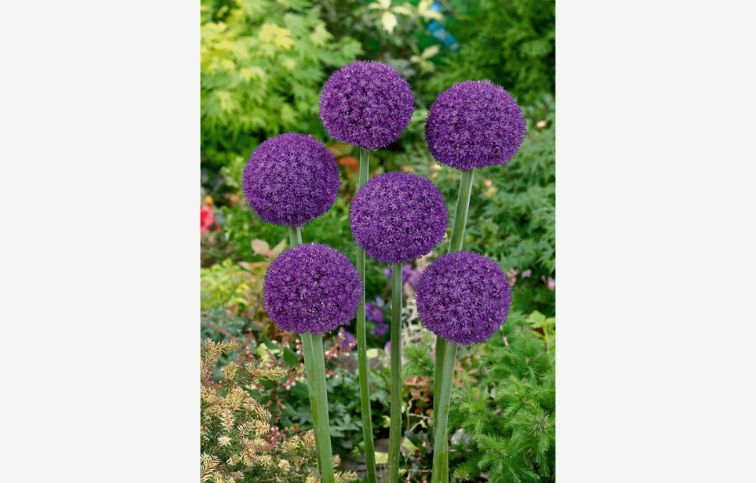 Okrasný cesnak Ambassador 1 ks v balení