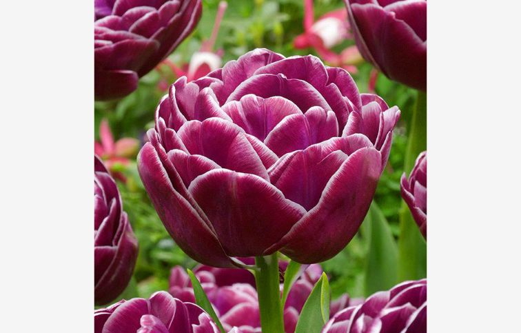 Tulipán Dream Touch 5 ks v balení