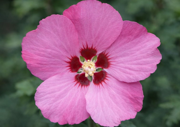 Ibištek sýrsky Woodbridge, výška 20-30 cm, kvetináč 13 cm