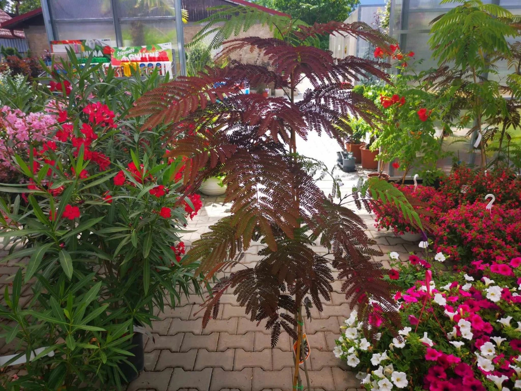 Albízia voňavá Summer Chocolate, výška 90-130 cm, kvetináč 9-10 l