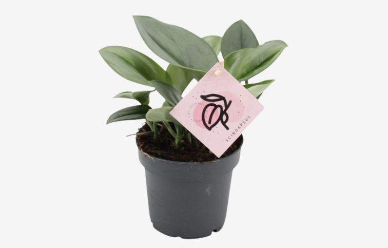 Scindapsus treubii Moonlight 10-15cm, kont. p12