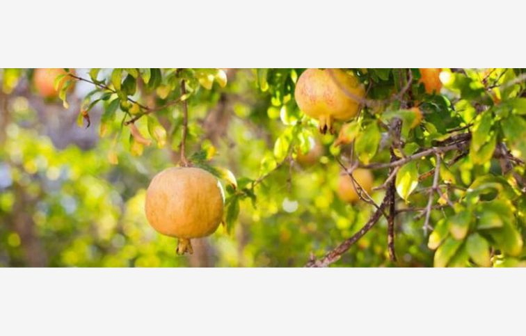 Granátové jablko Haku Botan 30-50cm, kont. 2 l