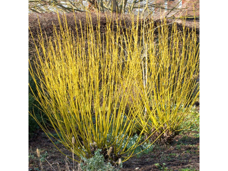 Drieň výbežkatý Flaviramea, výška 30-40 cm, kvetináč 14 cm