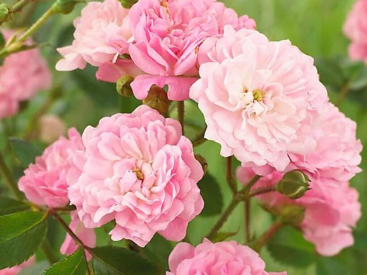 Ruža pôdopokryvná The Fairy, kvetináč 2 l