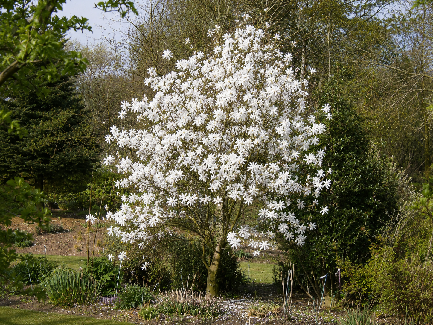 Magnólia Stellata na 50-60 cm kmienku, výška 110-130 cm, kvetináč 10 l