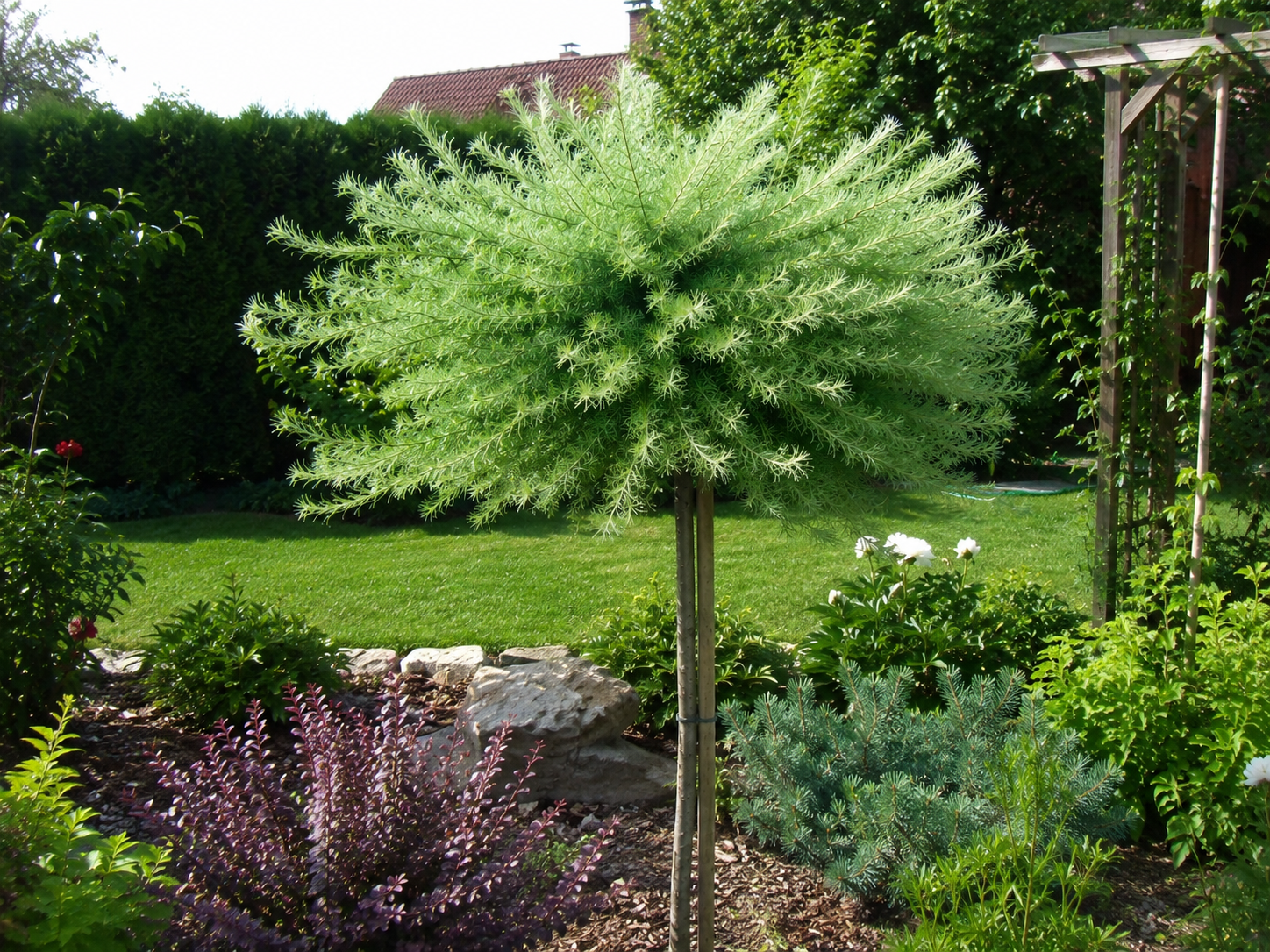 Smrekovec japonský Blue Dwarf na 110-120 cm kmienku, výška 130-140 cm, kvetináč 5 l