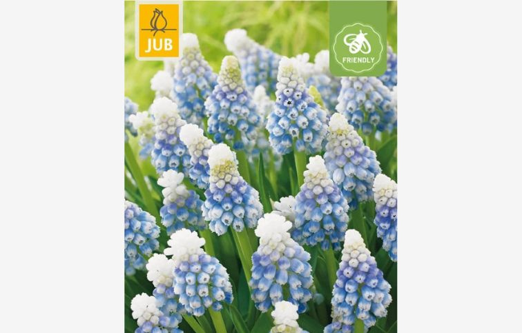 Modrica Mountain Lady 15 ks v balení