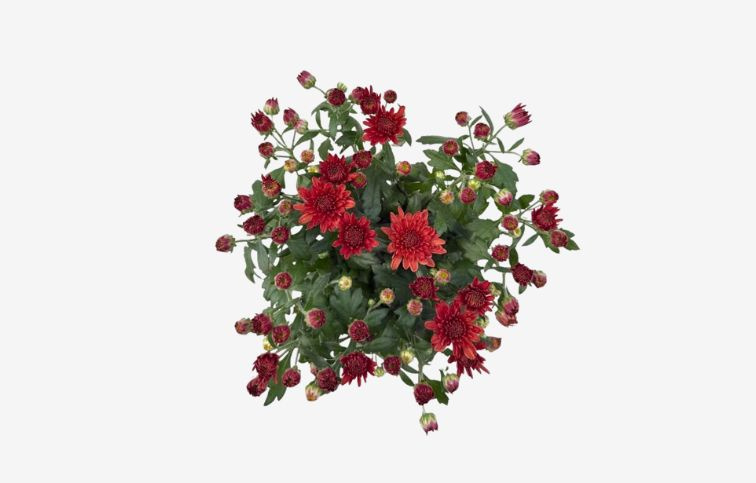 Chryzantéma Garden Mum bronzová, kont. p10,5