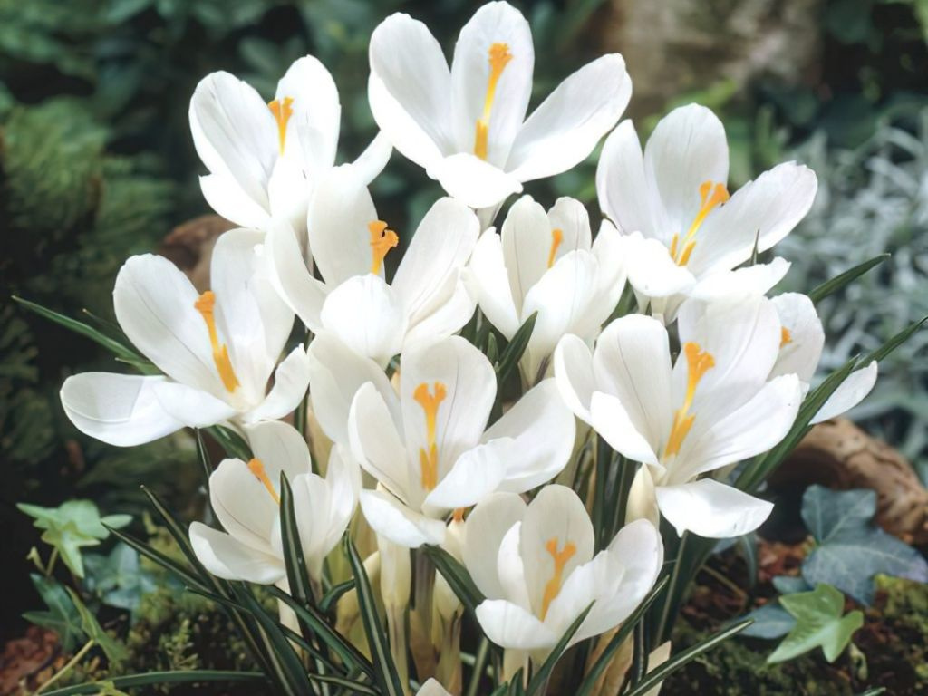 Krokus veľkokvetý biely 8 ks v balení