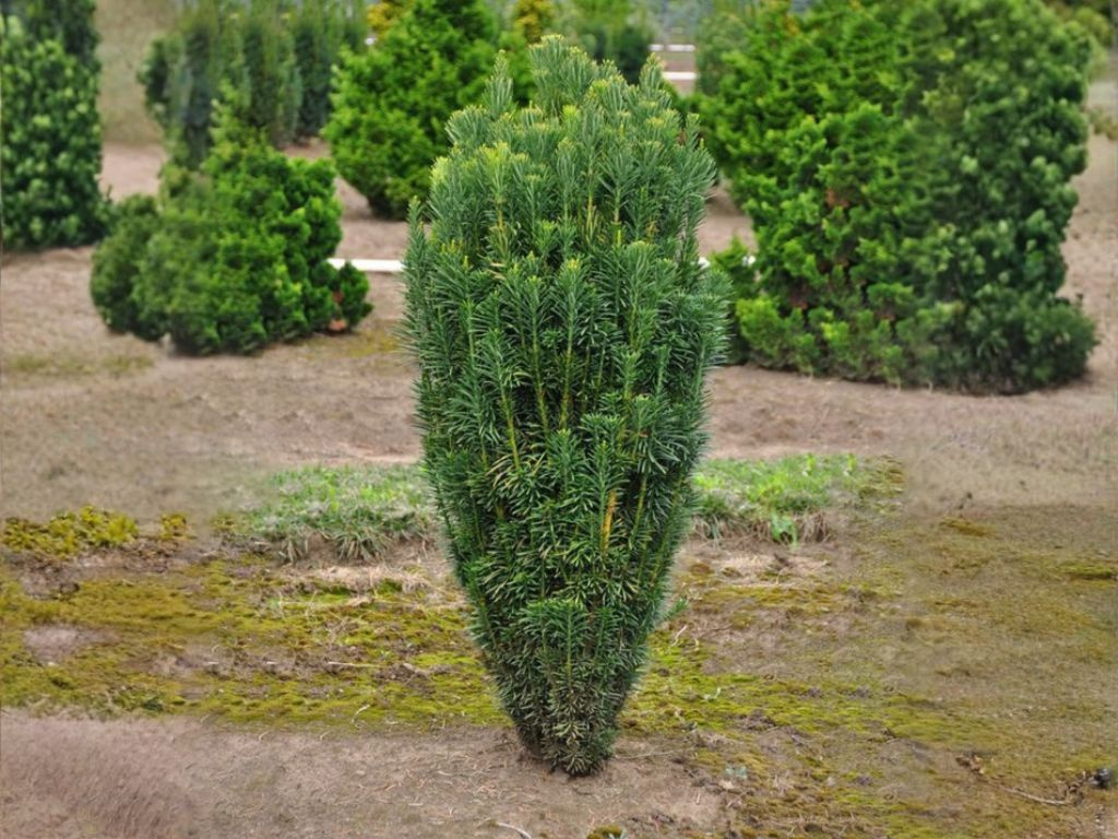 Patis Harringtonov Fastigiata, výška 50-60 cm, kvetináč 19 cm