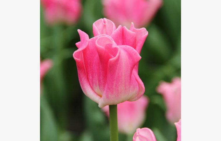 Tulipán Crown of Dynasty 5 ks v balení