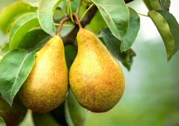 Hruška Bonkreta Williamsa, podp. Kaukazská hruška, voľnok.