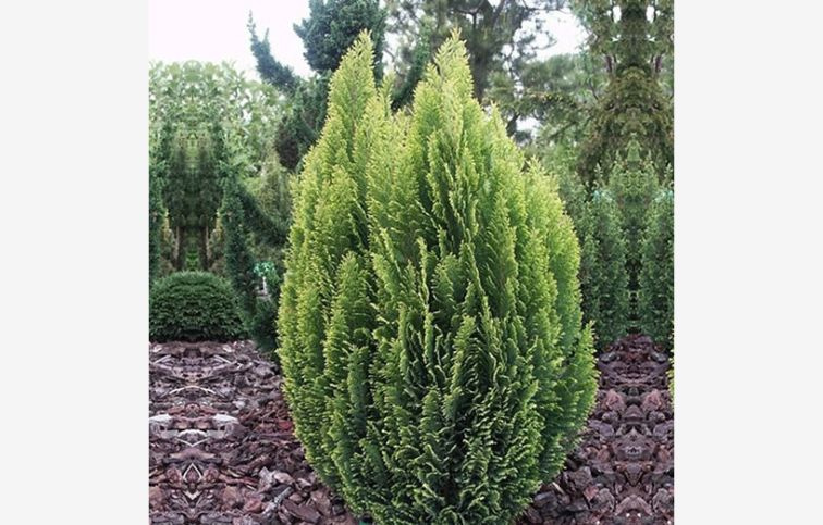 Cypruštek lawsonov Ellwoodii Empire cca 20 cm, kont. p11